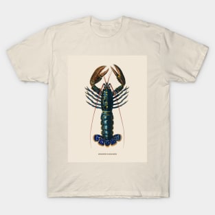 European Lobster Antique Naturalist Illustration T-Shirt